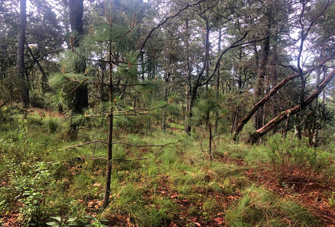 Terreno en Venta, Tapalpa, Jalisco