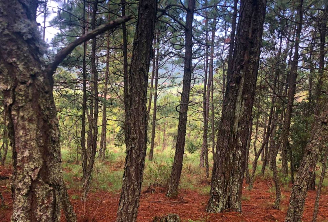 Terreno en Venta, Tapalpa, Jalisco