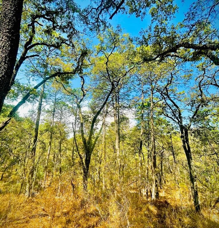 Terreno en Venta, Tapalpa, Jalisco